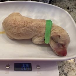 Neon Green collar male - Apricot male Double Doodle puppy in Norfolk, Virginia from Móraí’s Doodles