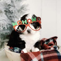 White Boy - Tri-color Bernedoodle puppy in Nancy, Kentucky from Wilderness Point Doodles