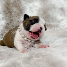 Boston Terrier Puppies from Buster’s Boston Babes