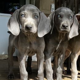 Weimaraners from Lockehaven Weimaraners - Enfield, NH