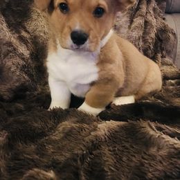 Pembroke Welsh Corgi Puppies from Hammon Pembroke Welsh Corgis