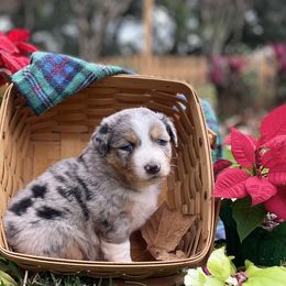 Girl 2 - Blue merle Australian Shepherd puppy in Dover, Florida from Log House Farm Aussies