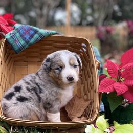 Girl 2 - Blue merle Australian Shepherd puppy in Dover, Florida from Log House Farm Aussies