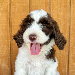 Birch - Parti male Goldendoodle puppy in Caddo Mills, Texas from Fire Wife Doodles