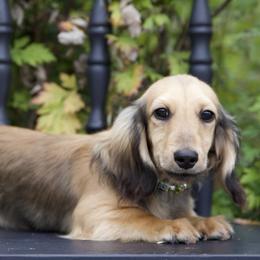 Lewis is 4500dollars - Cream male Dachshund puppy in Crystal, Michigan from Mare-bella Dachshunds