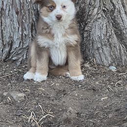 RTM 1 - Red tri Toy Australian Shepherd puppy in Bend, Oregon from Badlands Toy and Mini Aussies
