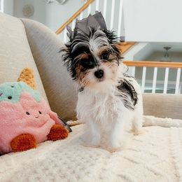 Dollie - Black tan and white Biewer Terrier puppy in Branford, Connecticut from CT Fuzzy Bugs - Biewer Terriers