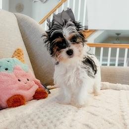 Dollie - Black tan and white Biewer Terrier puppy in Branford, Connecticut from CT Fuzzy Bugs - Biewer Terriers