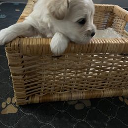 Pearl - Wheaten female Miniature Schnauzer puppy in Port Orchard, Washington from Silver Bells Miniature Schnauzers