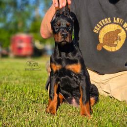 Mando - Black and rust male Doberman Pinscher puppy in China Township, Michigan from Snell's Superior Kennel Dobermann & GSP