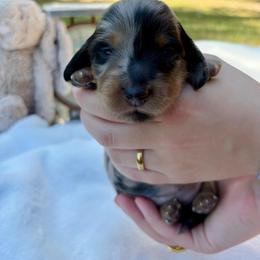 AKC black and tan dapple - Dapple female Dachshund puppy in Ozark, Alabama from Honey Hill Dachshunds