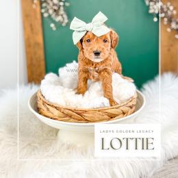 Lottie - Red  female Goldendoodle puppy in Cedar City, Utah from Cedar Doodles- Home of the Teddybear Goldendoodle