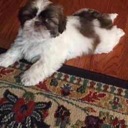 Shih Tzu Puppies from Pams precious shih tzus