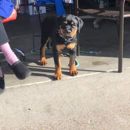 Rottweiler Puppies from Gottlïchen Rottweilers