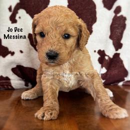 Jo Dee Messina - Apricot female Goldendoodle puppy in Lancaster, Minnesota from North Star Dog Training