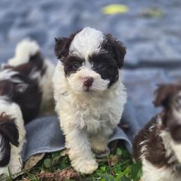 Boy1 - Chocolate male Havanese puppy in Columbus, Ohio from Havanese Puppies Columbus