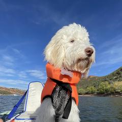 Australian Cobberdog Puppies from Mud Pies Australian Cobberdogs