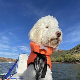 Australian Cobberdog Puppies from Mud Pies Australian Cobberdogs
