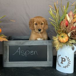 Golden Retriever Puppies from KP Golden Retrievers