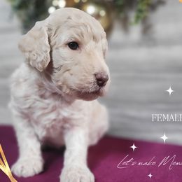 Poodle Puppies from Athena Smiles Standard Poodles