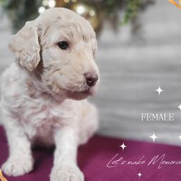 Poodle Puppies from Athena Smiles Standard Poodles