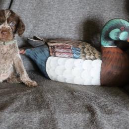 Silver - Brown and gray female Wirehaired Pointing Griffon puppy in Afton, Wisconsin from Daehler's Wirehaired Pointing Griffons