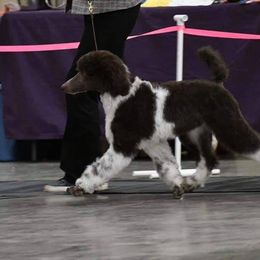 Poodle Puppies from N'Co. Parti Poodles