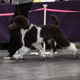Poodle Puppies from N'Co. Parti Poodles