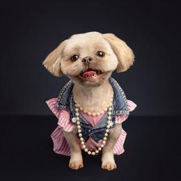 Destiny - Shih Tzu