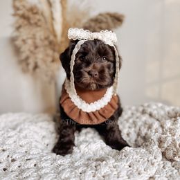Ophelia - Chocolate female Australian Labradoodle puppy in Syracuse, Indiana from The Doodle Cove