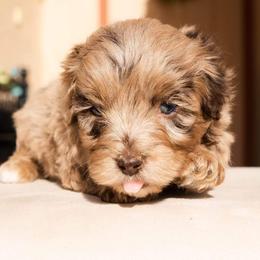 Aussiedoodle and Goldendoodle Puppies from Ever After Doodles Arizona