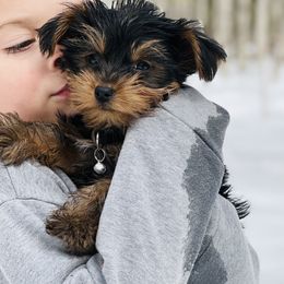 Yorkshire Terrier Puppies from Celestial Family Terriers (Yooper Yorkies)