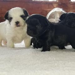 Mi-Ki Puppies from Great Lakes Mi-Kis