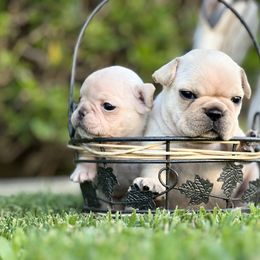 French Bulldog and Labrador Retriever Puppies from Desiree Ortiz's French Bull Dogs and Labrador Retrievers