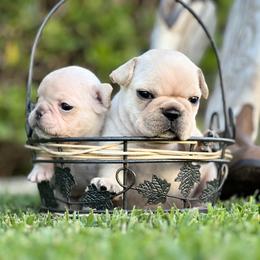 French Bulldog and Labrador Retriever Puppies from Desiree Ortiz's French Bull Dogs and Labrador Retrievers