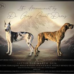 Great Dane puppies from Red Cloud Australian Shepherds and DeGray Great Danes & Bulldogs