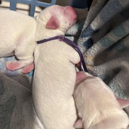Purple Collar - Yellow male Labrador Retriever puppy in Holly Springs, North Carolina from Winter Creek Labradors