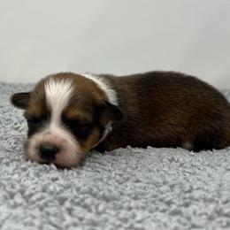 Artemis (fluffy) - Sable and white male American Corgi puppy in Waco, Texas from The Comma Corgis