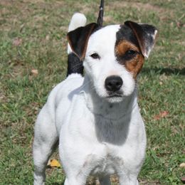 Celopatra - Jack Russell Terrier
