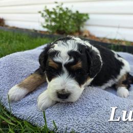 Luisa - Tri-color female Bernedoodle puppy in Blackfoot, Idaho from Draper Mountain Doodles