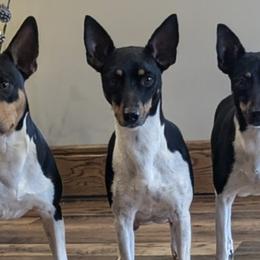 Rat Terriers from Forest Grove Rat Terriers
