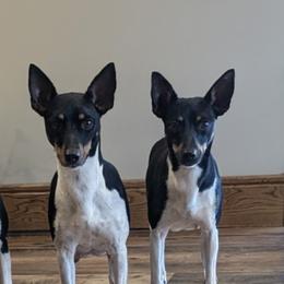 Rat Terriers from Forest Grove Rat Terriers