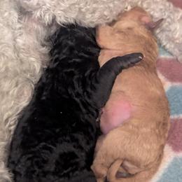 Poodle puppies from TNT PUPPIES