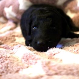 Estelle - Silver female Poodle puppy in Meadowbrook, California from Standard Poodle Pups