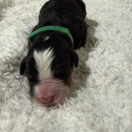 Noble - Black rust and white male Bernese Mountain Dog puppy in Redlands, California from Country Feels Ranch