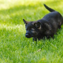 German Shepherd Puppies from Faoladh German Shepherds