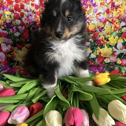 Peter - Black white and tan male Shetland Sheepdog puppy in New Richmond, Ohio from Heaven’s Shelties