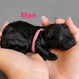 Mae - Black female Poodle puppy in Ardmore, Oklahoma from The Poodles of Green Acres