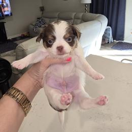 Boy 3 - Chocolate and white male Chihuahua puppy in Lugoff, South Carolina from Cutie Pie Chihuahua's