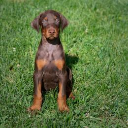 Doberman Pinscher Puppies from Warsong Dobermann